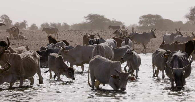 Fulani cattle drinking from the polluted Senegal river.  Sahel, Sahara Desert, North Africa. Drought, Climate Change, Desertification