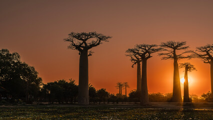 Baobab Alley at sunset. Silhouettes of tall trees with compact crowns against the orange evening...