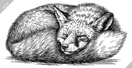 Vintage engraving isolated fox set illustration ink sketch. Wild animal background foxy animal silhouette art. Black and white hand drawn vector image. - 749151812
