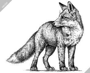 Vintage engraving isolated fox set illustration ink sketch. Wild animal background foxy animal silhouette art. Black and white hand drawn vector image.
