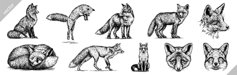 Vintage engraving isolated fox set illustration ink sketch. Wild animal background foxy animal silhouette art. Black and white hand drawn vector image.