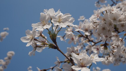 cherry flowers against blue sky