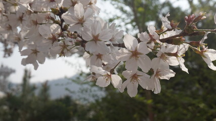 cherry flowers against blue sky