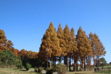 福岡県築上町のメタセの杜風景
