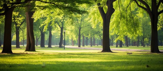 Obraz premium A park landscape filled with numerous green trees creating a dense canopy overhead. The trees cast dappled sunlight on the ground below, creating a natural green bokeh background.