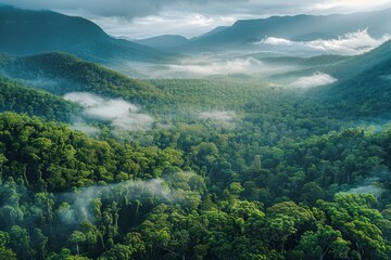 Tropical Evergreen Rain Forest, Rain Forest The nature of various plant species It is complete in terms of ecosystems, biomes, fertile areas, high angle reserved forests, and drone views.Landscape.