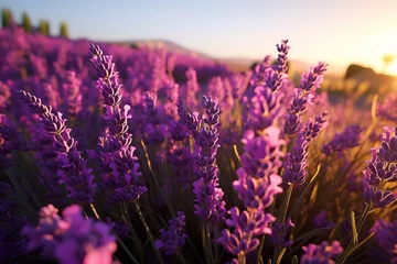 Fotobehang lavender field at sunset. © Shades3d