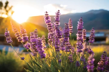 Wandaufkleber lavender field at sunset. © Shades3d