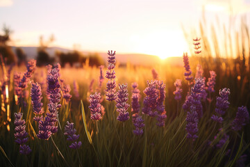 lavender field at sunset.