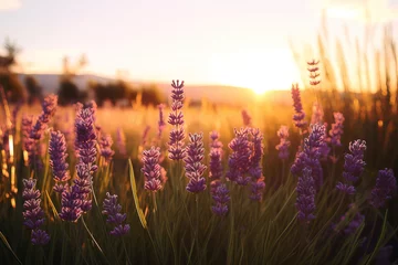 Rolgordijnen lavender field at sunset. © Shades3d