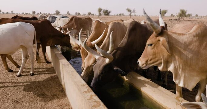 Close-up. Fulani cattle drinking at a waterhole in the Sahel, Sahara Desert, North Africa. Drought, Climate Change, Desertification