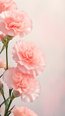 Naklejka na ściany i meble mini-carnation-flowers-arranged-as-a-delicate-frame-subtle-gleam-emanating-from-petals-set-agains