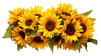 Horizontal perspective showcasing a cluster of vibrant sunflowers.