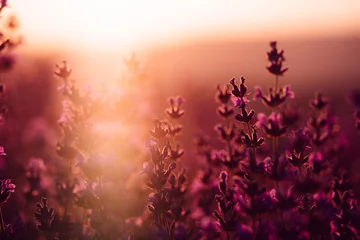 Fototapeten Lavender flower background. Violet lavender field sanset close up. Lavender flowers in pastel colors at blur background. Nature background with lavender in the field. © svetograph