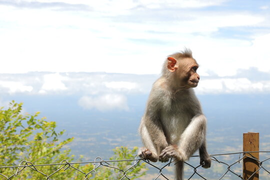 Monkey sitting on a fence in Nelliyampathi forest