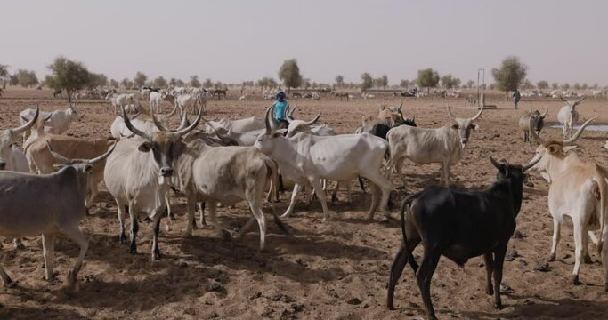 Black African herder watching over his Fulani cattle in the Sahel, Sahara Desert, North Africa. Drought, Climate Change, Desertification
