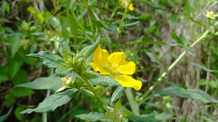 Beautiful Flowers in the garden