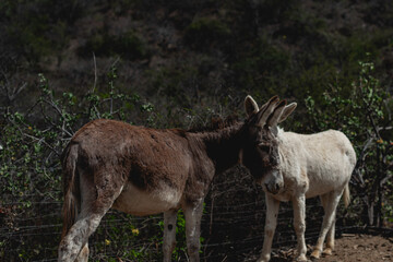 Naklejka na ściany i meble Donkeys in El Triunfo, BCS, Mexico