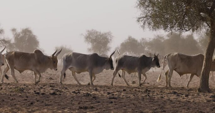 Fulani cattle walking in the Sahel, Sahara Desert, North Africa. Drought, Climate Change, Desertification