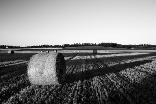 black and white picture of a stubble field with haybales and long shadows