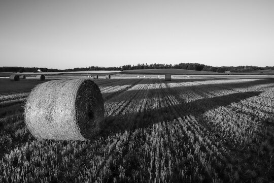 black and white picture of a stubble field with haybales and long shadows
