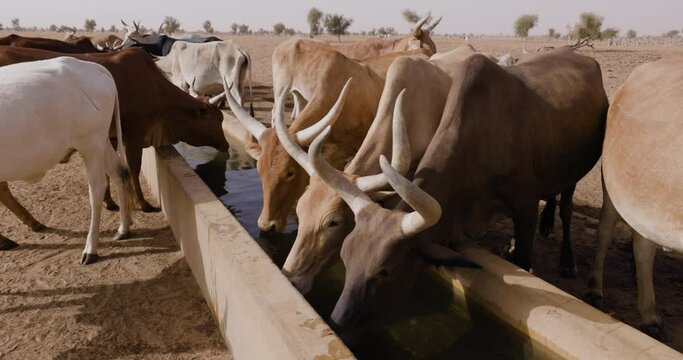 Close-up. Fulani cattle drinking at a waterhole in the Sahel, Sahara Desert, North Africa. Drought, Climate Change, Desertification