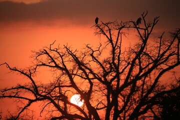 silhouette of a bare tree with a bird on treetop in front of the red setting sun