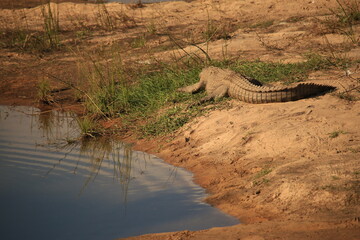 a big crocodile on a river bank