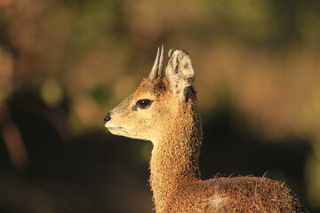 portrait picture of a klippspringer antelope in Tanzania - obrazy, fototapety, plakaty