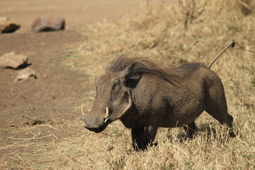 warthog in the dry savannah