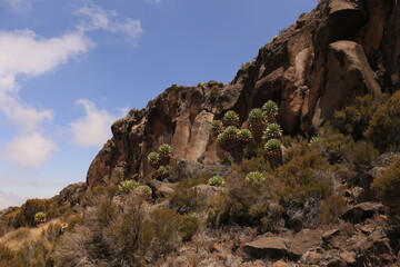 Fototapeta na wymiar rocks with sisal agavas on mount kilimanjaro