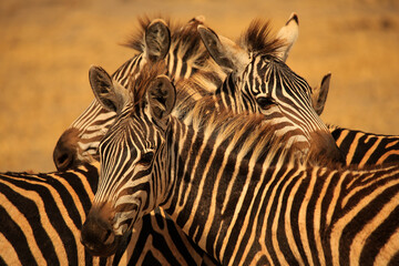 a group of zebras - obrazy, fototapety, plakaty