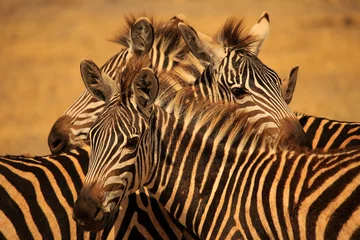 Foto op Canvas a group of zebras © Marcel