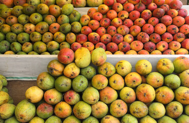 Different types of mangoes at farmer's market	
