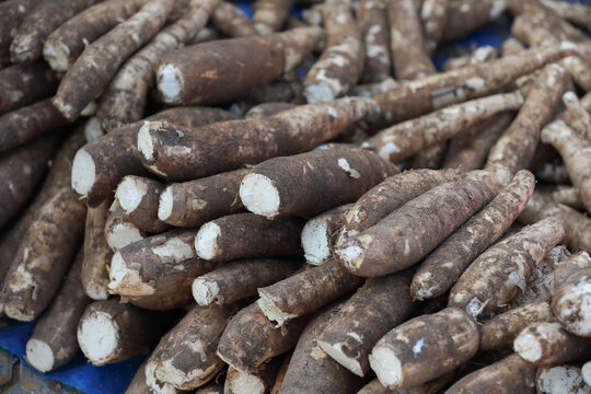 pile of Fresh Cassava roots for sale at farmer's market