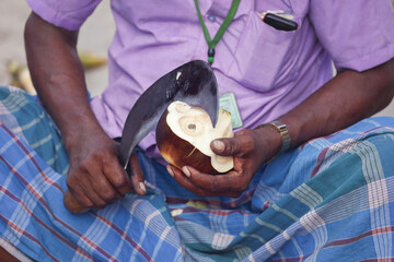 Indian farmer cuts and sells palmyra palm fruit at farmer's market