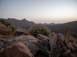 Blumen im Teide Nationalpark