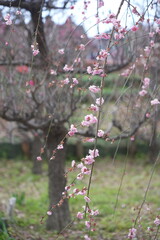 荒子公園 梅まつり 春