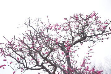 荒子公園 梅まつり 春