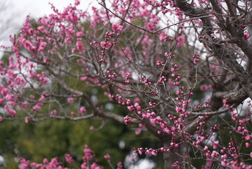 荒子公園 梅まつり 春