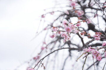 荒子公園 梅まつり 春