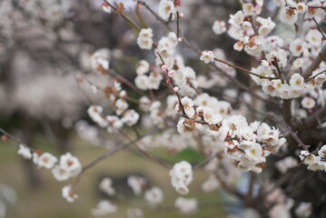 荒子公園 梅まつり 春