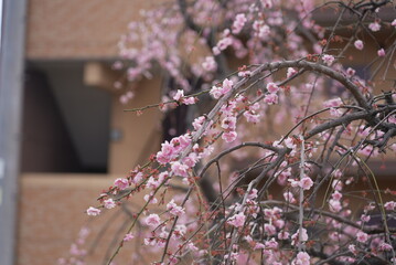 荒子公園 梅まつり 春