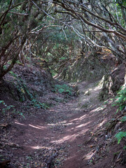 Lorbeerwald auf Teneriffa