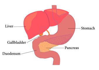 膵臓と肝臓と胆のうと脾臓と十二指腸の臓器名称 - obrazy, fototapety, plakaty