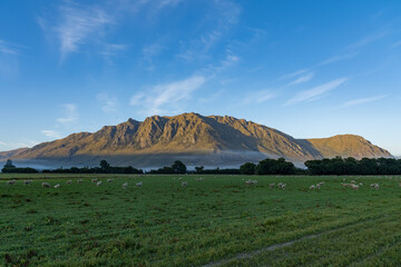 ニュージーランドの羊の放牧場