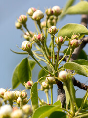 Flowers on a pear tree in spring. Close-up