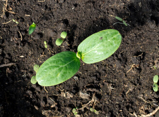 Small cucumber sprout in the ground in spring