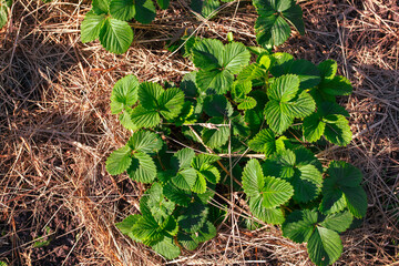 Fototapeta premium Green strawberry leaves growing in the straw in the spring