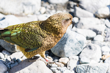 ミルフォードサウンドのケア